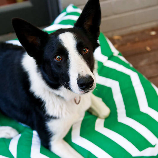 Green ZigZag Large Pet Beds - Clearance